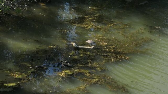 Tracking video clip of a black-crowned night heron perched on a floating log in marshy river water with green algae during daytime.