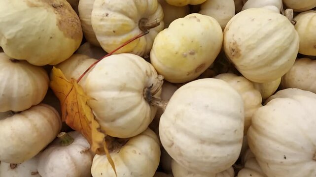 White pumpkins in a vibrant display, showcasing various shapes and textures, creating a rich visual tapestry of autumn harvest abundance and seasonal beauty
