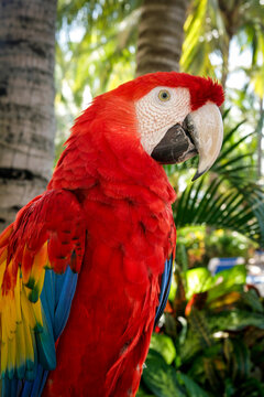 Scarlet Macaw Close Up