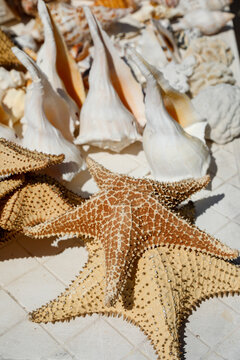 Starfish and Seashells Beach Background