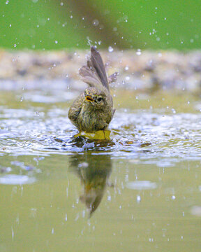 Small songbird bathing in water with splashes, chiffchaff or willow warbler taking a bath, dynamic action shot of a garden bird splashing water with reflection, natural green background