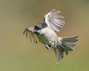 Marsh tit flying in mid-air, willow tit in flight, small songbird with spread wings, actions photography of European garden bird, natural green background © Veljko Klarić