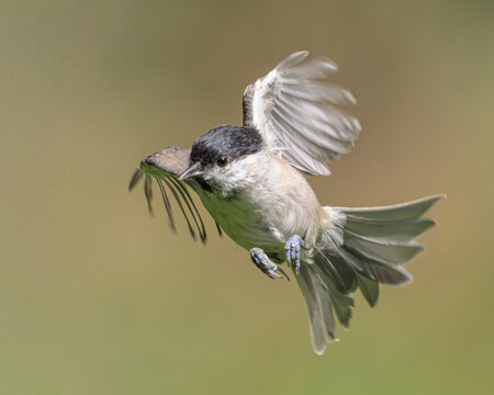 Marsh tit flying in mid-air, willow tit in flight, small songbird with spread wings, actions photography of European garden bird, natural green background