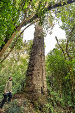 Araucaria angustifolia, Pinheiro-brasileiro, 6&ordf; maior araucaria do Brasil segundo site, arvoresgigantes.org