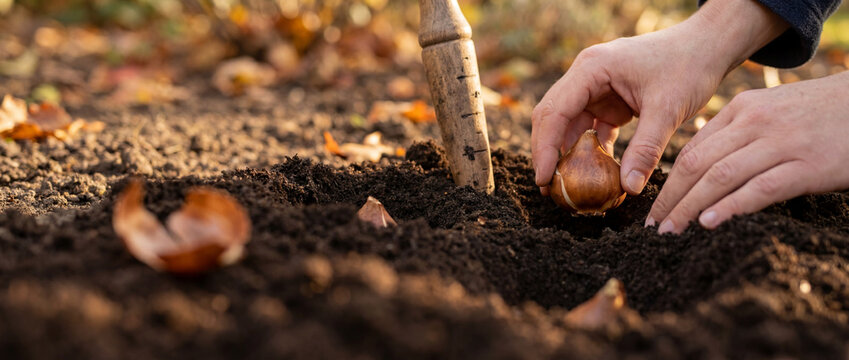 Hands planting flower bulbs in rich garden soil with spade during autumn gardening and landscaping