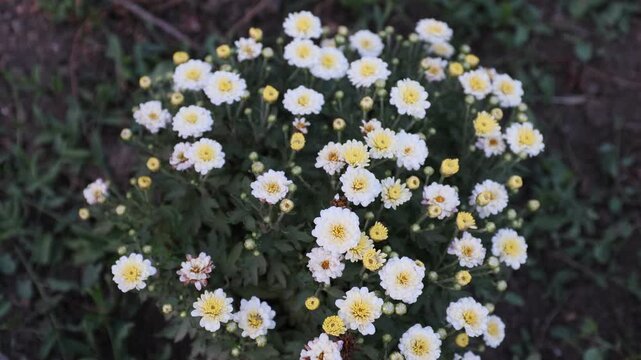 high-angle, close-up shot of a compact chrysanthemum plant featuring numerous small white flowers with yellow centers and abundant green foliage, captured from above in a garden setting.