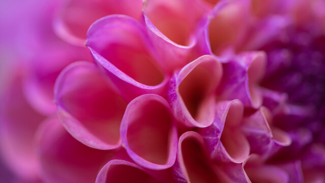 abstract seamless background with close up of a pink dahlia flower and petals