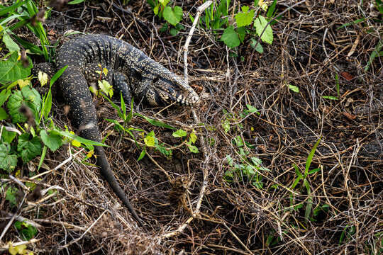 Tegu monitor lizard