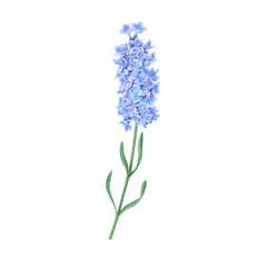 Obraz premium Watercolor illustration of lavender. A summer wildflower. Suitable for greeting cards, banners and flyers, packaging, invitations, and holiday decor.