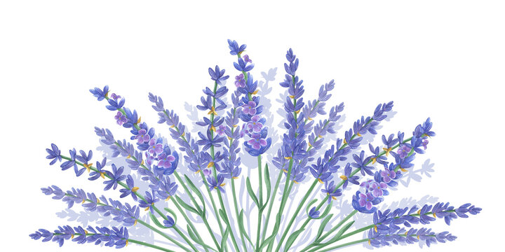Lavender flowers sprigs. Watercolor illustration of Provencal primroses isolated. Floral sketch for aromatherapy, medicine, packaging.