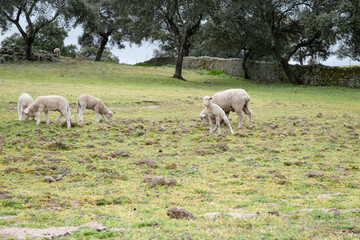Fototapeta premium Candid side view of a young Merino lamb urinating in a green pasture showcasing natural livestock behavior