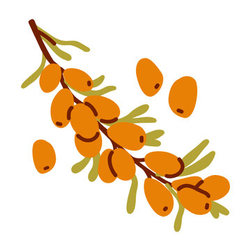 A juicy illustration of sweet and tart sea buckthorn on a branch with individual berries and leaves with doodle elements