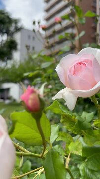 English roses with an elegant light pink gradation towards the center in the gentle breeze