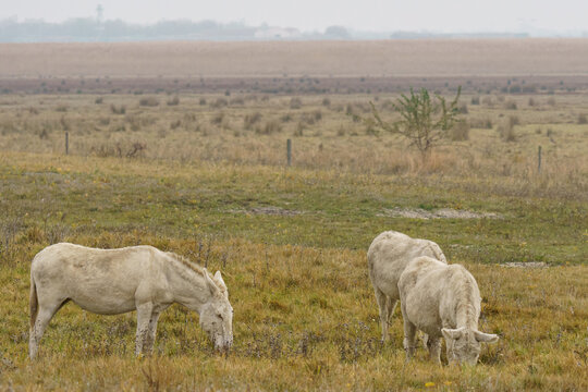 Ivory-colored Austro-Hungarian White Baroque Donkeys [Equus asinus] grazing in a sunlit autumn paddock in Illmitz, Austria, showcasing its unique cremello coat.