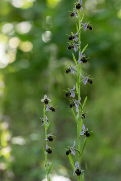 Insect-like Ophrys insectifera flowers in a garden in early summer
