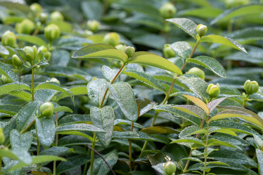 Green leaves and buds of Hypericum in the early morning in drops of dew on a coolum in the park
