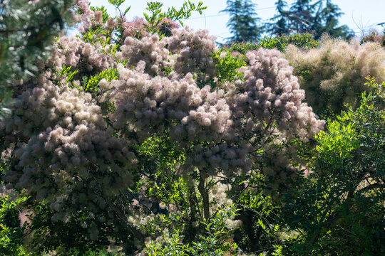 A pink Cotinus tree in bloom in a park in summer
