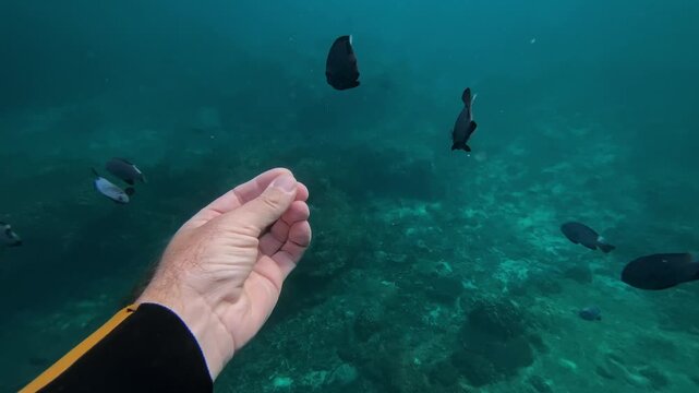 Underwater hand feeding small reef fish, snorkeler offers pellet, solitary striped fish inspects motion, tranquil turquoise water, coral seafloor visible, gentle interaction,Bali