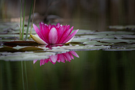 Fleur de n&eacute;nuphar
