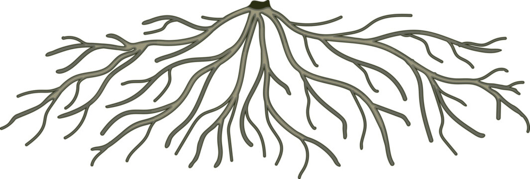 Plant fibrous root system vector botanical illustration