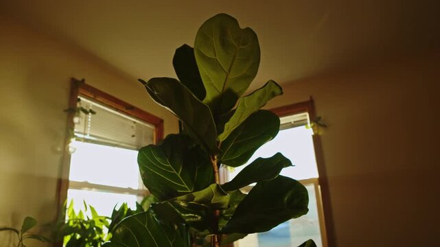 A fiddle leaf fig plant stands tall by the windows, catching the warm sunlight. The room is filled with green plants, and the evening light creates a soft glow.