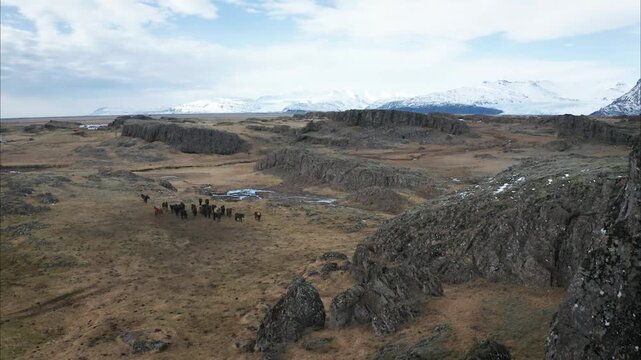 Aerial Shot of Icelandic Horse Herd on Volcanic Mountin Field