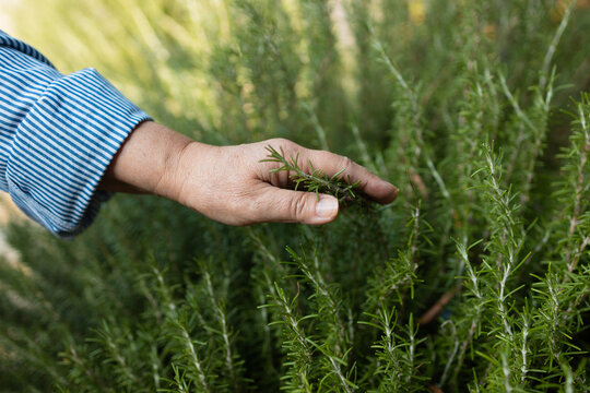 Close-up of a person's hand gently touching the soft needles of a lush green rosemary plant growing outdoors.