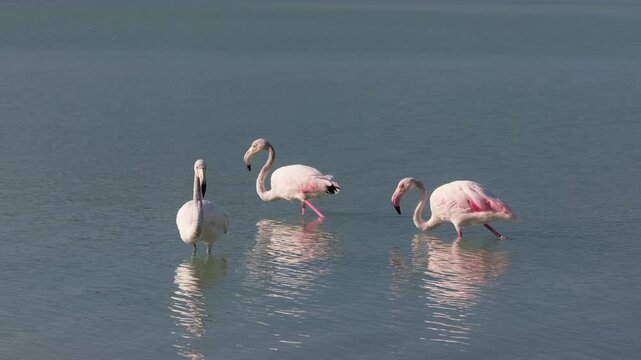 Wild Flamingos in Calpe Lagoon, Spain