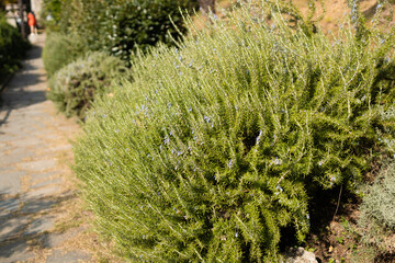 Fototapeta premium Scenic wide shot of a big aromatic rosemary shrub with green needle-like leaves growing next to a stone border in a park.