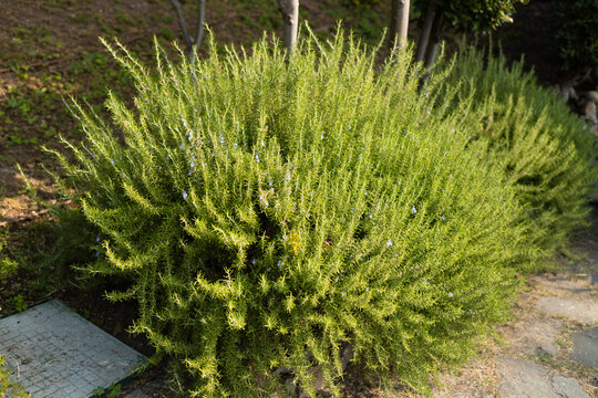 Scenic wide shot of a big aromatic rosemary shrub with green needle-like leaves growing next to a stone border in a park.
