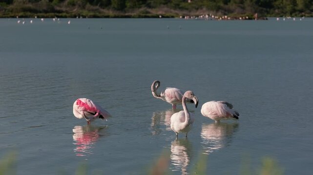 Wild Flamingos in Calpe Lagoon, Spain