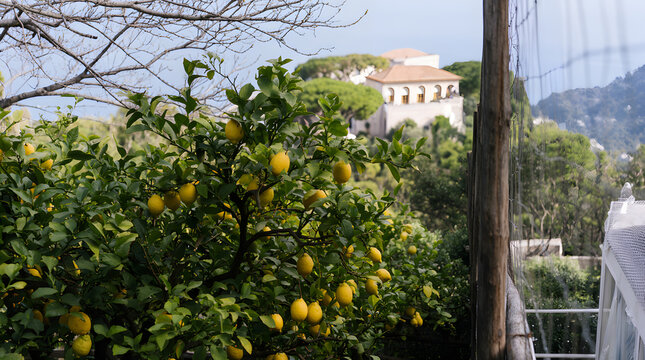 Capri lemon garden Mediterranean summer aesthetic