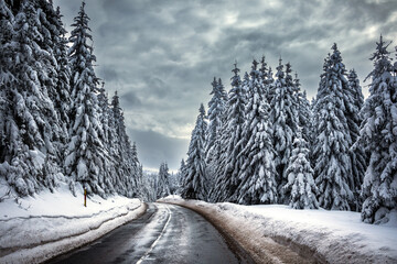 Obraz premium Snow-covered asphalt road passing through a pine forest on Mount Kopaonik in Serbia