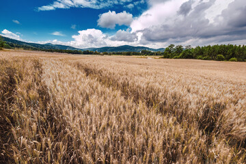 Pole - Szklarska Poręba © Radosław Dybała