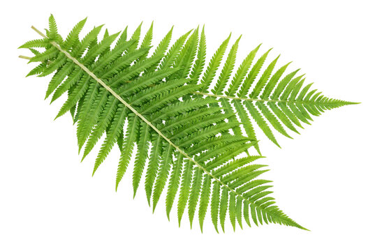 Vibrant Green Fern Fronds and Intricate Leaf Patterns