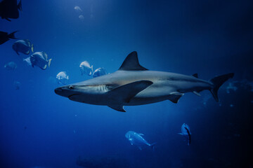 Oceanarium - Zoo Wrocław - rekin © Radosław Dybała