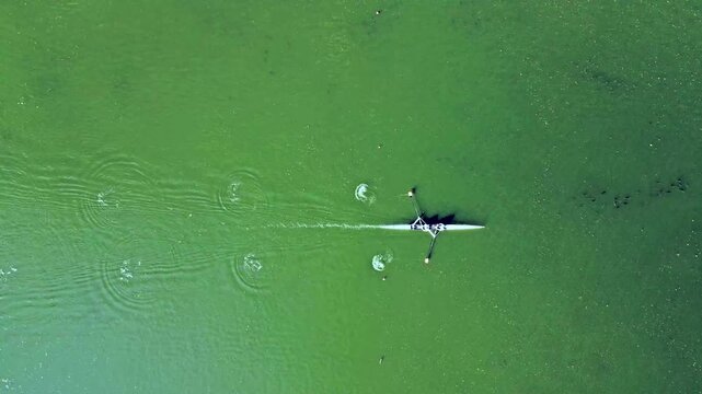 Aerial top-down drone view of a single scull rower training on green water in summer the slender boat and oars leaving rhythmic ripples in a minimalist and serene water sport scene.