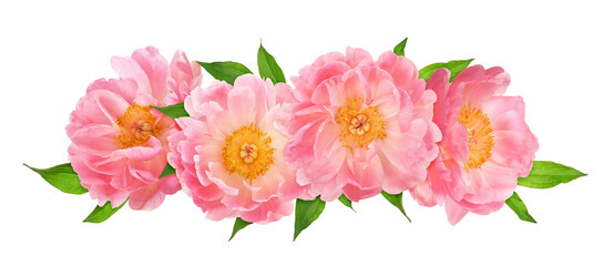 Obraz premium Coral peony flowers in a floral arrangement isolated on white or transparent background.