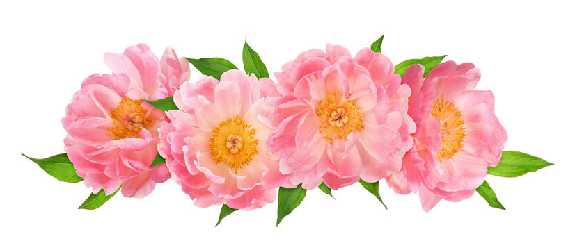 Coral peony flowers in a floral arrangement isolated on white  or transparent background.