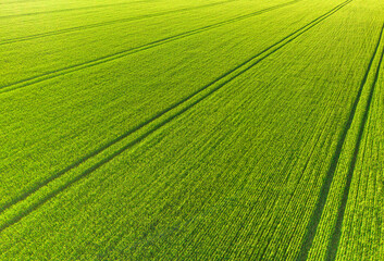 Green wheat field pattern from above, vibrant green grain crop in summer, sustainable agriculture and farming texture concept © RetoricMedia
