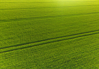 Obraz premium Green wheat field pattern from above, vibrant green grain crop in summer, sustainable agriculture and farming texture concept