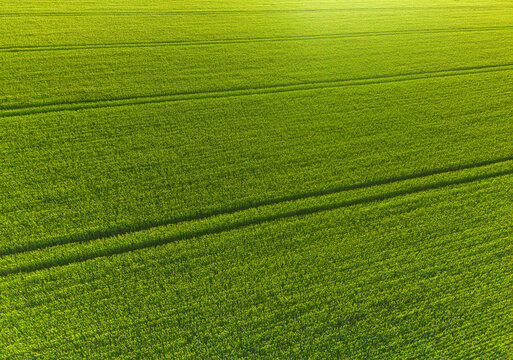 Green wheat field pattern from above, vibrant green grain crop in summer, sustainable agriculture and farming texture concept
