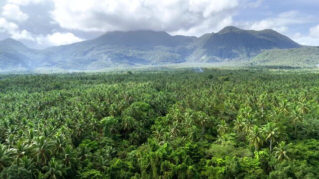 Horizontal panning riser shot over the vast coconut fields in Sorsogon, Philippines