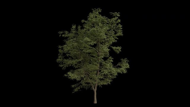 Black Locust Tree Swaying in Wind Loop Animation with Alpha Channel. Wind Blows The Robinia Pseudoacacia Tree. Tree Leaves Swaying. Animated Tree Branches Moving in Breeze. Transparent BG. Loop Animat