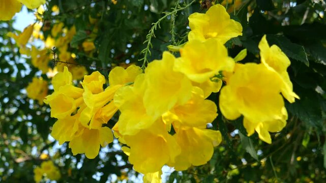 Yellow Trumpetbush 