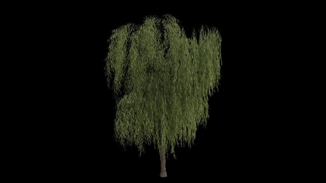 Babylon Weeping Willow Tree Swaying in Wind Loop Animation with Alpha Channel. Wind Blows The Silver Willow Tree. Salix Babylonica Tree Leaves Swaying. Animated Tree Branches Moving in Breeze. Transpa
