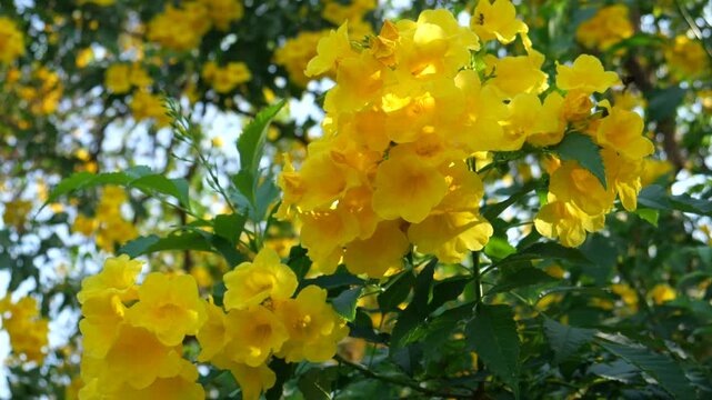 Yellow Trumpetbush 