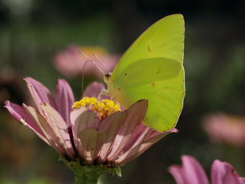 Yellow Sulphur Butterfly on Pink Zinnia Flower
