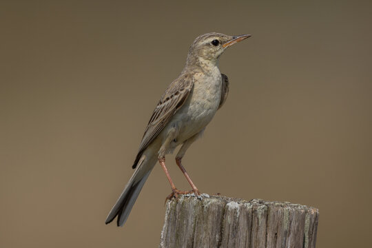 Tawny pipit (Anthus campestris)