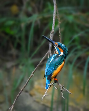 Common Kingfisher perched on a slender branch in a wetland habitat, displaying vibrant blue and orange plumage against a soft natural background.